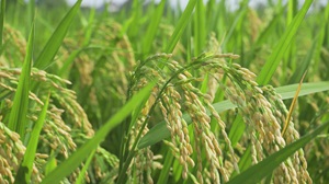 Rice price 20260403