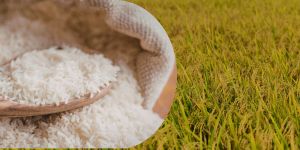 ExportRicePrices_VFA_260428