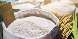Export rices