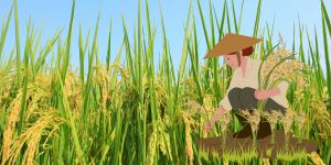export rice prices