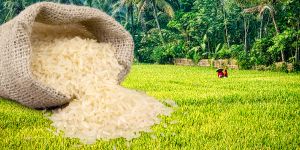 VN_ExportRicePrices