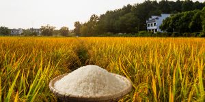 export rices prices