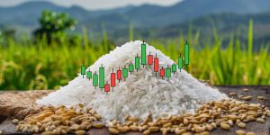 Export rice prices