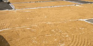 Export rices prices VFA
