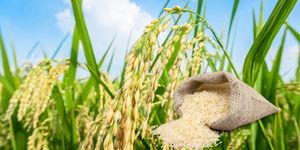 Export rices prices