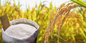 Export rices prices