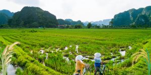 export rice prices