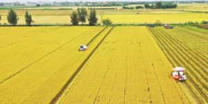 Export rice prices