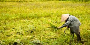 Export rices Prices 260623