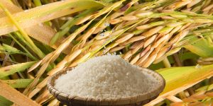 Export Rices prices