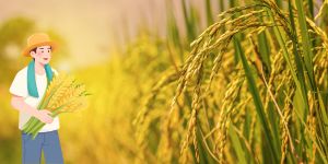 Export rice prices