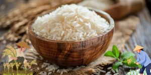 Export rices prices