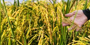 export rices prices 20260602