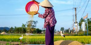 VFA_ExportRicePrices (1)