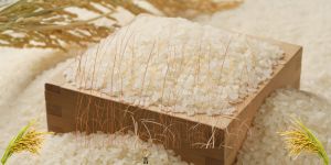 VFA_ExportRicePrices (7)